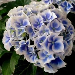 Hydrangea Macrophylla Tivoli -Fruit Garden Shop Hydrangea macrophylla Tivoli 04