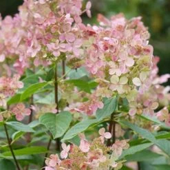 Hydrangea Paniculata Early Sensation 13 Hydrangea Paniculata Early Sensation -Fruit Garden Shop Hydrangea pan. Early Sensation 04
