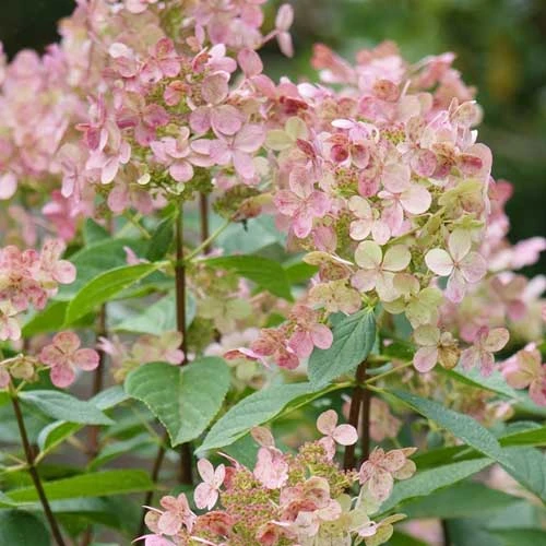 Hydrangea Paniculata Early Sensation 6 Hydrangea Paniculata Early Sensation - Image 4