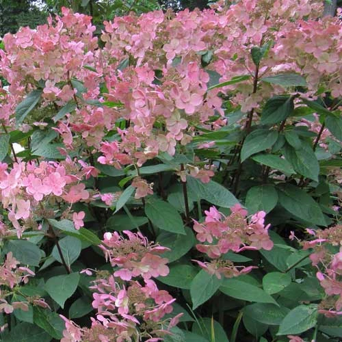 Hydrangea Paniculata Early Sensation 4 Hydrangea Paniculata Early Sensation - Image 2