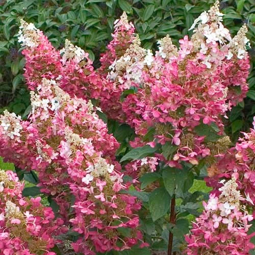 Hydrangea Paniculata Pinky Winky 7 Hydrangea Paniculata Pinky Winky - Image 5