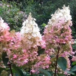 Hydrangea Paniculata Pinky Winky 10 Hydrangea Paniculata Pinky Winky -Fruit Garden Shop Hydrangea pan. Pinky Winky 03