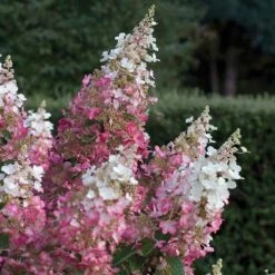 Hydrangea Paniculata Pinky Winky 9 Hydrangea Paniculata Pinky Winky -Fruit Garden Shop Hydrangea pan. Pinky Winky 05