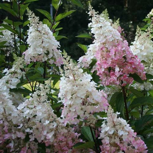 Hydrangea Paniculata Pinky Winky 4 Hydrangea Paniculata Pinky Winky - Image 2