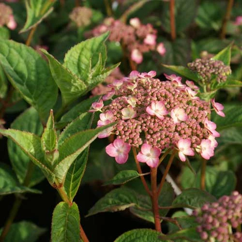 Hydrangea Serrata Mount Aso 3 Hydrangea Serrata Mount Aso