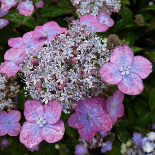 Hydrangea Serrata Mount Aso 6 Hydrangea Serrata Mount Aso - Image 4