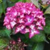 Hydrangea Macrophylla Red Angel Purple -Fruit Garden Shop HydrangeaBlackDiamondRedAngelPurple