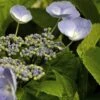 Hydrangea Macrophylla Bläuling (Bluebird) -Fruit Garden Shop HydrangeaMacrophyllaBlauling
