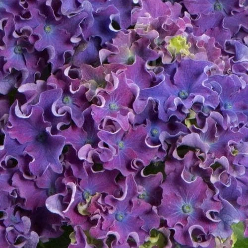 Hydrangea Macrophylla Curly Sparkle Purple 3 Hydrangea Macrophylla Curly Sparkle Purple
