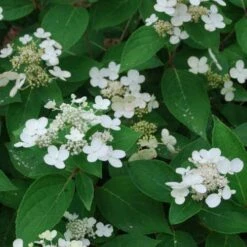 Hydrangea Paniculata Dharuma 8 Hydrangea Paniculata Dharuma -Fruit Garden Shop Hydrangea paniculata Dharuma02