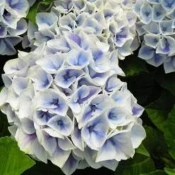 Hydrangea Macrophylla Candy Heart Blue -Fruit Garden Shop HydrangeamacrophyllaCandyHeartBlue