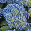 Hydrangea Macrophylla Candy Heart Blue -Fruit Garden Shop HydrangeamacrophyllaCandyHeartBlue3