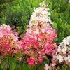 Hydrangea Paniculata Pinky Winky 2 Hydrangea Paniculata Pinky Winky -Fruit Garden Shop HydrangeapaniculataPinkyWinky