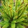 Picea Abies Cupressina -Fruit Garden Shop IMG 20220216 114726