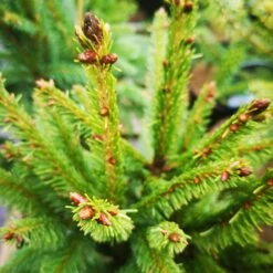 Picea Abies Cupressina -Fruit Garden Shop IMG 20220216 114735