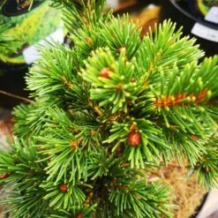 Picea Pungens Lucky Strike -Fruit Garden Shop IMG 20220216 114842 BURST001 COVER