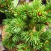 Picea Pungens Lucky Strike -Fruit Garden Shop IMG 20220216 114848