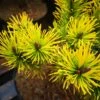 Pinus Mugo Golden Glow -Fruit Garden Shop IMG 20220216 114912