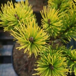 Pinus Mugo Golden Glow -Fruit Garden Shop IMG 20220216 114928