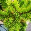 Pinus Mugo Mumpitz -Fruit Garden Shop IMG 20220216 115052