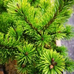 Pinus Mugo Mumpitz -Fruit Garden Shop IMG 20220216 115110