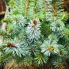 Picea Sitchensis Tenas -Fruit Garden Shop IMG 20220216 115135 1 BURST002