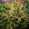 Picea Orientalis Wittboldt -Fruit Garden Shop IMG 20220216 115220