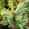Picea Likiangensis Var. Rubescens