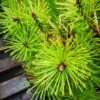 Pinus X Densi-thunbergii Jane Kluis -Fruit Garden Shop IMG 20220216 115251