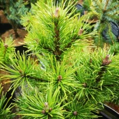 Pinus Mugo Arpad