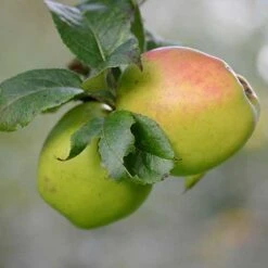 Apple Irish Pitcher -Fruit Garden Shop Irish Pitcher A05