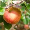 Apple James Grieve -Fruit Garden Shop James Grieve01