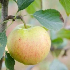 Apple James Grieve -Fruit Garden Shop James Grieve02