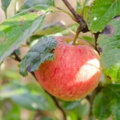 Apple James Grieve -Fruit Garden Shop James Grieve03