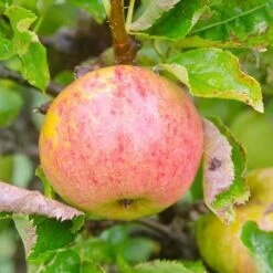 Apple James Grieve -Fruit Garden Shop James Grieve04