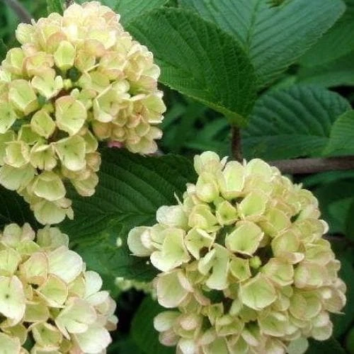 Viburnum Plicatum Mary Milton 3 Viburnum Plicatum Mary Milton