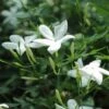 Jasminum Officinale -Fruit Garden Shop Jasminum officinale 01