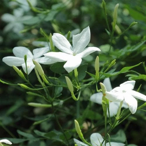 Jasminum Officinale 3 Jasminum Officinale