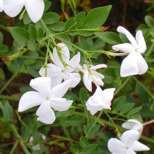 Jasminum Officinale 4 Jasminum Officinale - Image 2