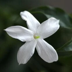 Jasminum Officinale 12 Jasminum Officinale -Fruit Garden Shop Jasminum officinale 03