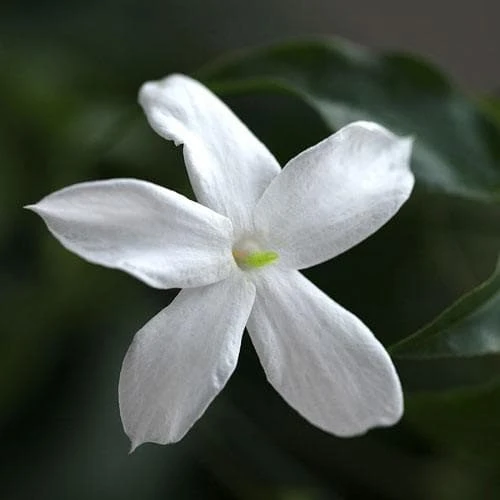Jasminum Officinale 5 Jasminum Officinale - Image 3