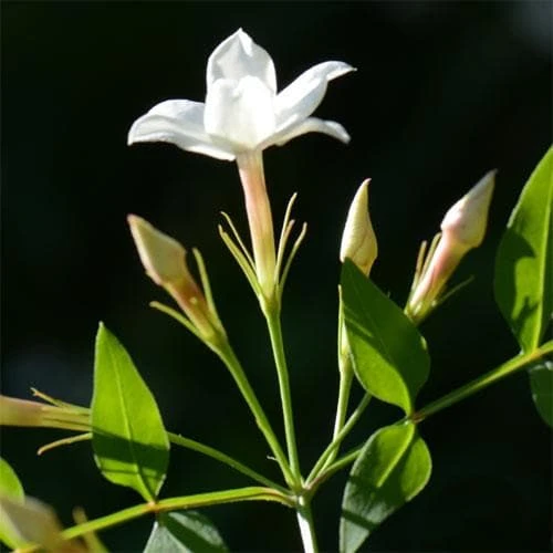 Jasminum Officinale 7 Jasminum Officinale - Image 5