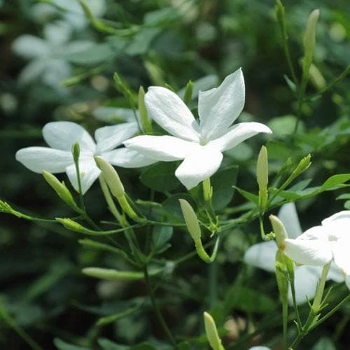 Jasminum Officinale 8 Jasminum Officinale - Image 6