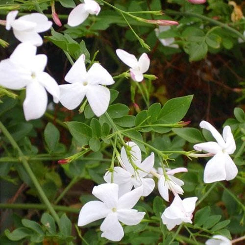 Jasminum Officinale 9 Jasminum Officinale - Image 7
