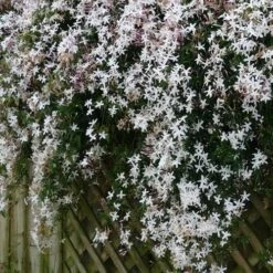 Jasminum Officinale 17 Jasminum Officinale -Fruit Garden Shop Jasminum officinale 08