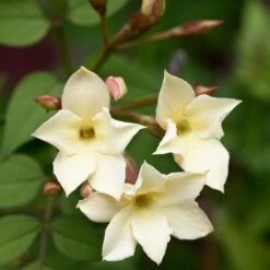 Jasminum Officianale Clotted Cream -Fruit Garden Shop Jasminum officinale Clotted Cream 01