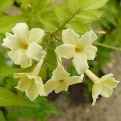 Jasminum Officianale Clotted Cream -Fruit Garden Shop Jasminum officinale Clotted Cream 02