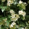 Jasminum Officianale Clotted Cream -Fruit Garden Shop Jasminum officinale Clotted Cream 03