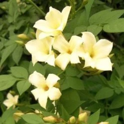 Jasminum Officianale Clotted Cream -Fruit Garden Shop Jasminum officinale Clotted Cream 04