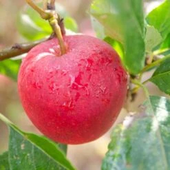 Apple Katy 8 Apple Katy -Fruit Garden Shop Katie01